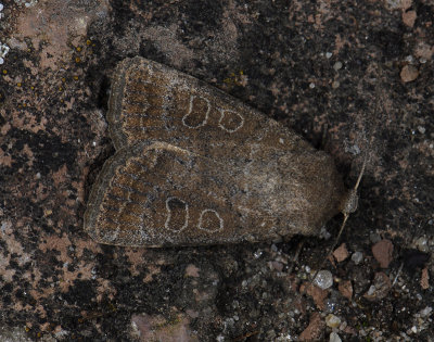 2800 Hoplodrina blanda 4697.jpg