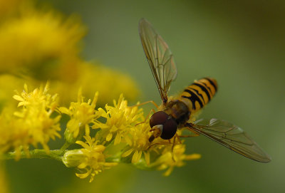 Episyrphus balteatus  8221.jpg