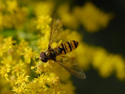Episyrphus balteatus  8238.jpg