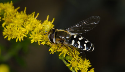 Scaeva pyrastri  8253.jpg