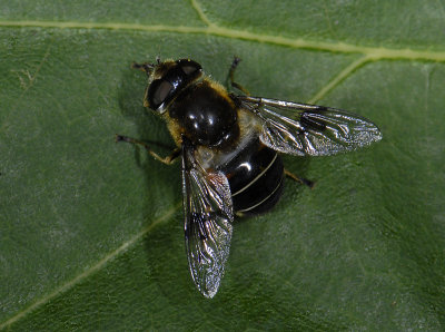 Eristalis rupium  9847.jpg