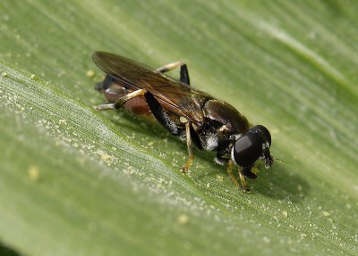 Xylota segnis 9842.jpg