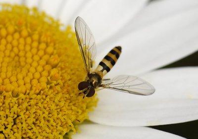 Meliscaeva cinctella  9825.jpg