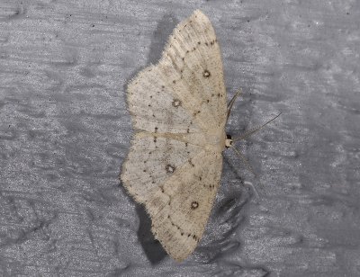2284 Cyclophora albipunctata 9869.jpg