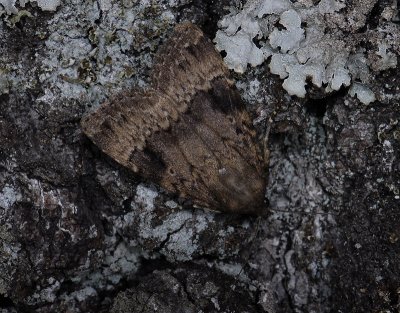 2707   Amphipyra pyramidea  9861.jpg