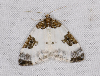 2380 Plemyria rubiginata 9860.jpg