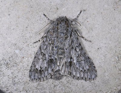 2562 Acronicta aceris 0758.jpg