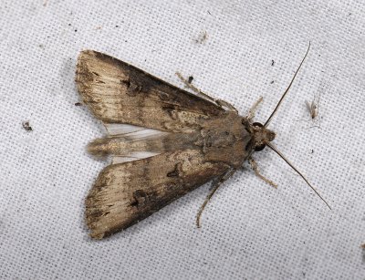 2984 Agrotis ipsilon 9996.jpg