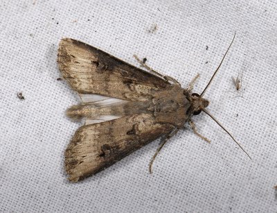 2984   Agrotis ipsilon  9996.jpg