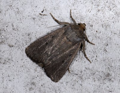 2711   Amphipyra tragopoginis  9989.jpg