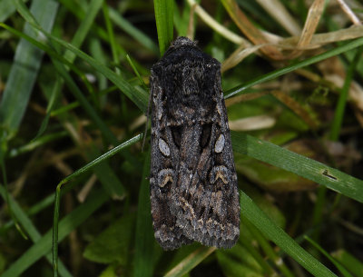 2975 Euxoa tritici 9978.jpg