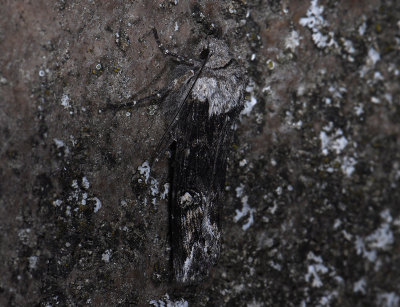 2773 Lithomoia solidaginis 10007.jpg