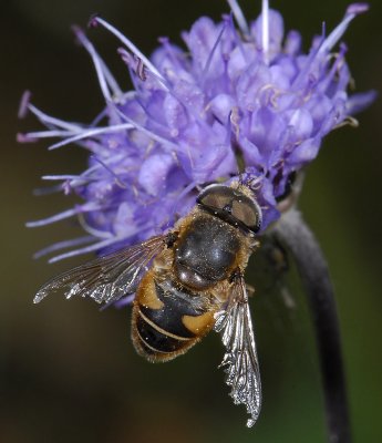 Eristalis ?interrupta  0038.jpg
