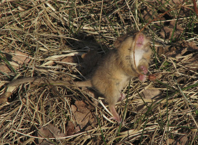 Muscardinus avellanarius 0773.jpg