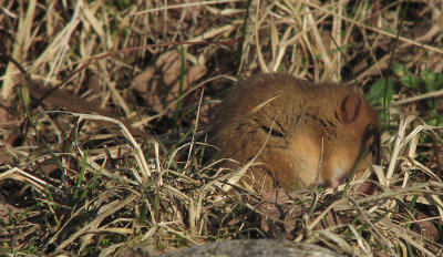Muscardinus avellanarius 0790.jpg
