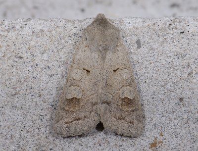 2780 Ammoconia caecimacula 10204.jpg