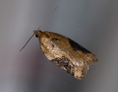 1240 Acleris comariana 10208.jpg
