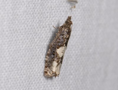 1437   Epinotia trigonella  10295.jpg