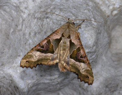 2817 Phlogophora meticulosa 10334.jpg