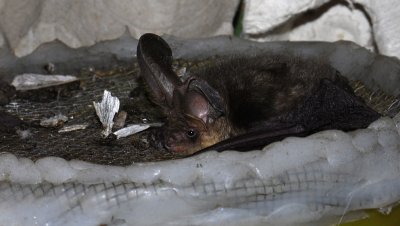 Plecotus auritus 10428.jpg