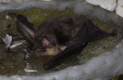 Plecotus auritus 10430.jpg
