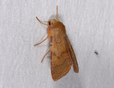 2754 Agrochola helvola 10546.jpg