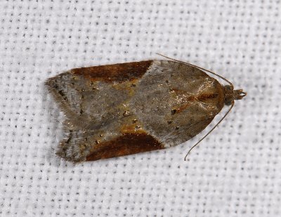 1241 Acleris laterana 10526.jpg