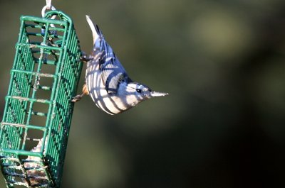 Plaid Nuthatch - 01-01