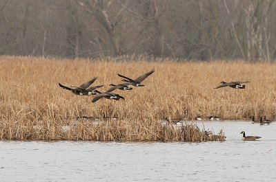 I went to Horicon Marsh and all I saw......    01-05