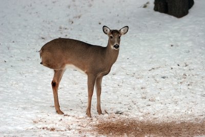 Gimpy the 3 legged buck  1-23