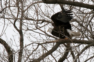 Bald Eagle