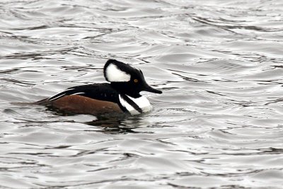 Hooded Merganser