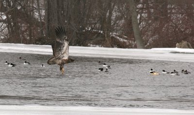 Immature Bald Eagle