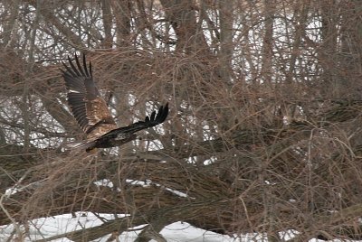 Immature Bald Eagle - Kaukauna WI