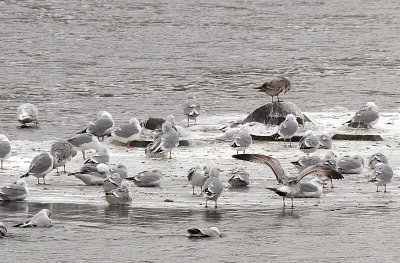 Gulls - Fox River Appleton