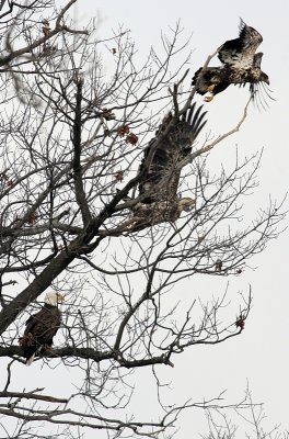 Immature and adult Bald Eagles