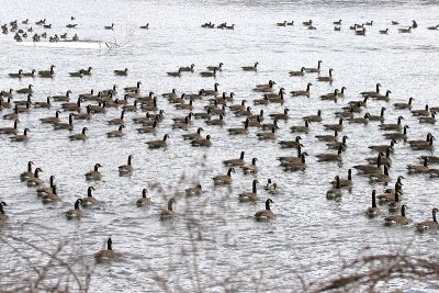 Is this what you'd call a gaggle of geese?