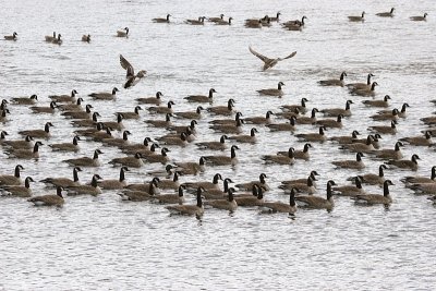 I'll see your gaggle of geese and raise you two ducks