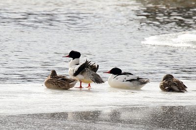 Common Mergansers