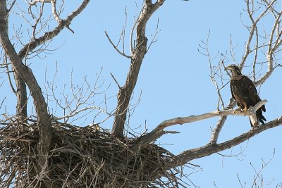 Menasha Eagles Nest