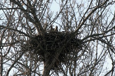 Whoo took over the Redtails nest??