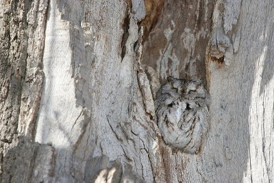 Screech Owl - Oshkosh WI