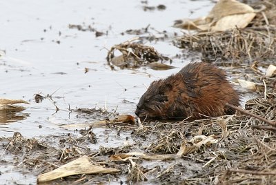 Muskrat - in the same field the swans were in