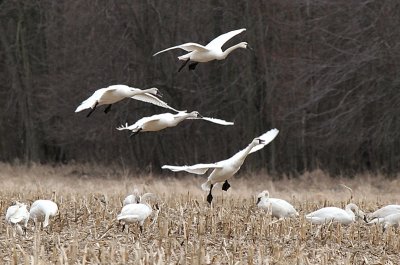Incoming: Tundra Swans - north of New London