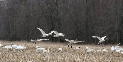 Tundra Swans