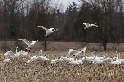 Tundra Swans