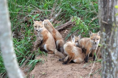 The Fab 5 ~ Red Fox Kits ~  2007