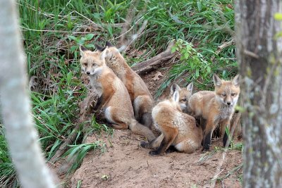 The Fab 5 ~ Red Fox Kits ~  2007