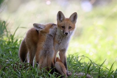 The Fab 5 ~ Red Fox Kits ~ 2007
