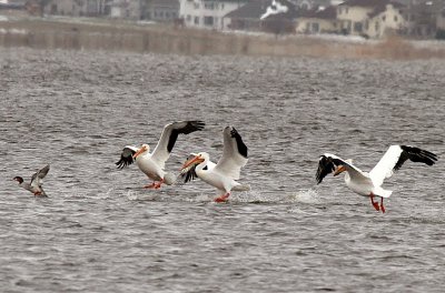 American White Pelicans - Winnebago County